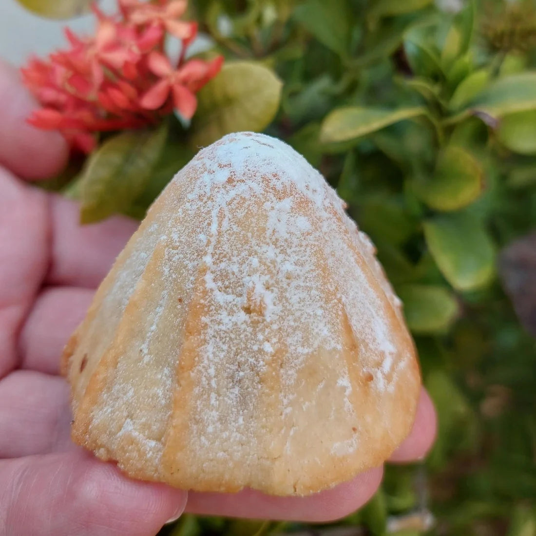 SAMPLE  KETO Maamoul Walnut (1 pc) عينة معمول بالجوز